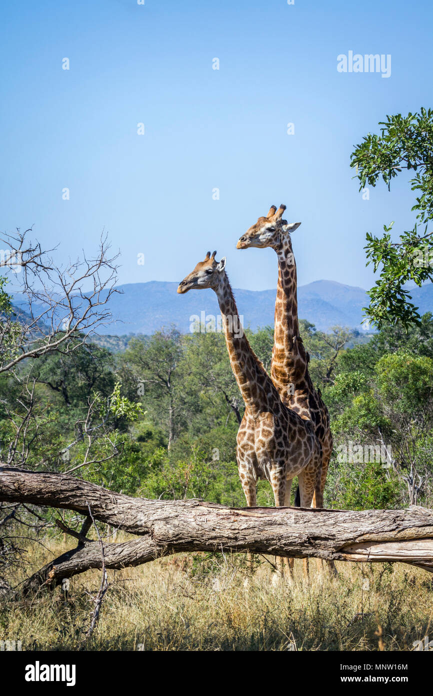 Girafe dans Kruger National Park, Afrique du Sud ; Espèce Giraffa camelopardalis famille de Giraffidae Banque D'Images