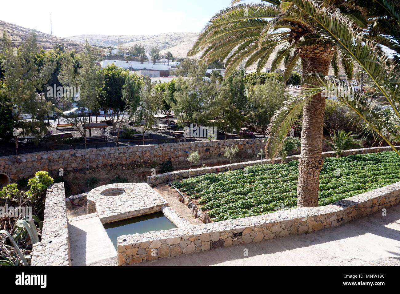Un jardin avec palmiers et plantes de pommes de terre dans la ville de Corralejo, Fuerteventura, Îles Canaries, Espagne Banque D'Images