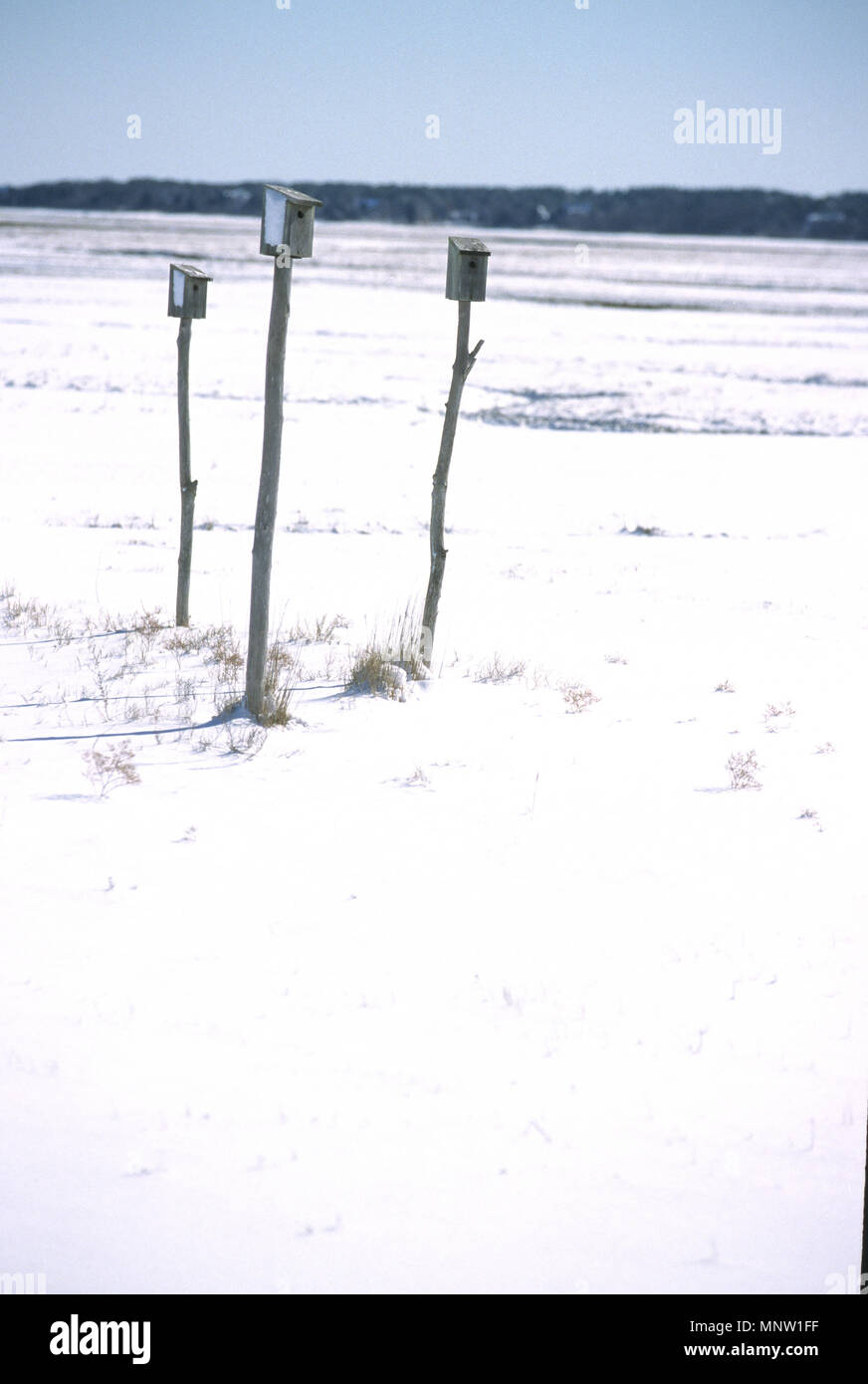 Boîtes d'oiseaux dans un marais couvert de neige dans la région de Sandwich, Massachusetts, USA à Cape Cod Banque D'Images