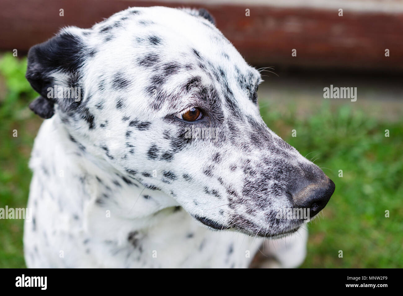 Bouche d'un chien dalmatien en dehors sur l'herbe verte dans la cour. Portrait de la tête de chien. À l'extérieur. L'horizontale. Close-up. Banque D'Images