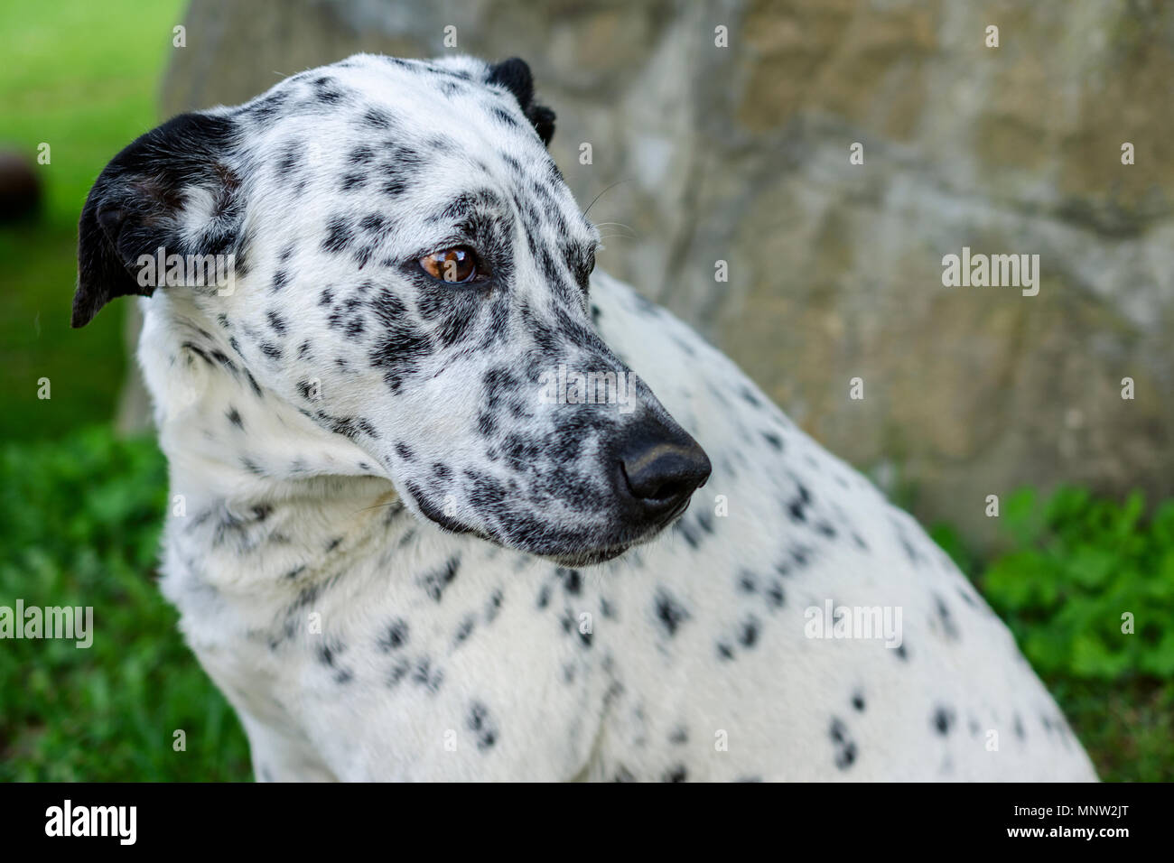 Bouche d'un chien dalmatien en dehors sur l'herbe verte dans la cour. Portrait de la tête de chien. À l'extérieur. L'horizontale. Close-up. Banque D'Images