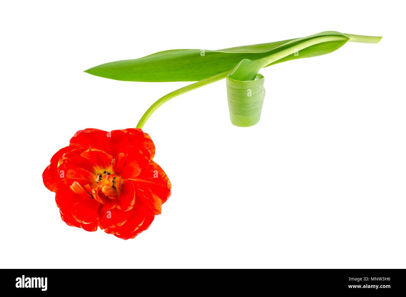 Terry jardin tulipes au printemps sur fond blanc. Studio Photo Banque D'Images