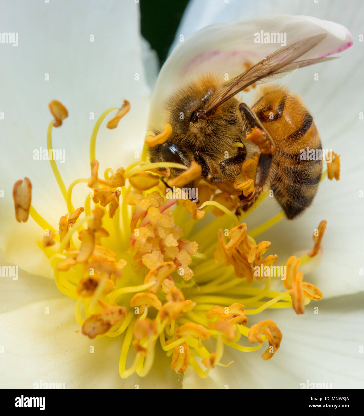 Abeille pollinisant une fleur blanche Banque D'Images