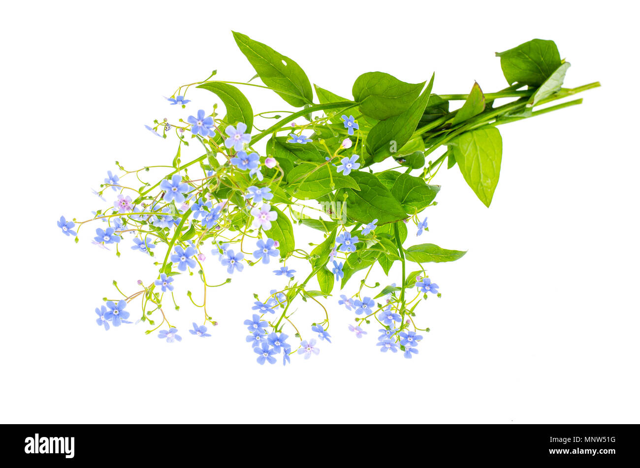 Petit bouquet de fleurs bleues. Studio Photo Banque D'Images