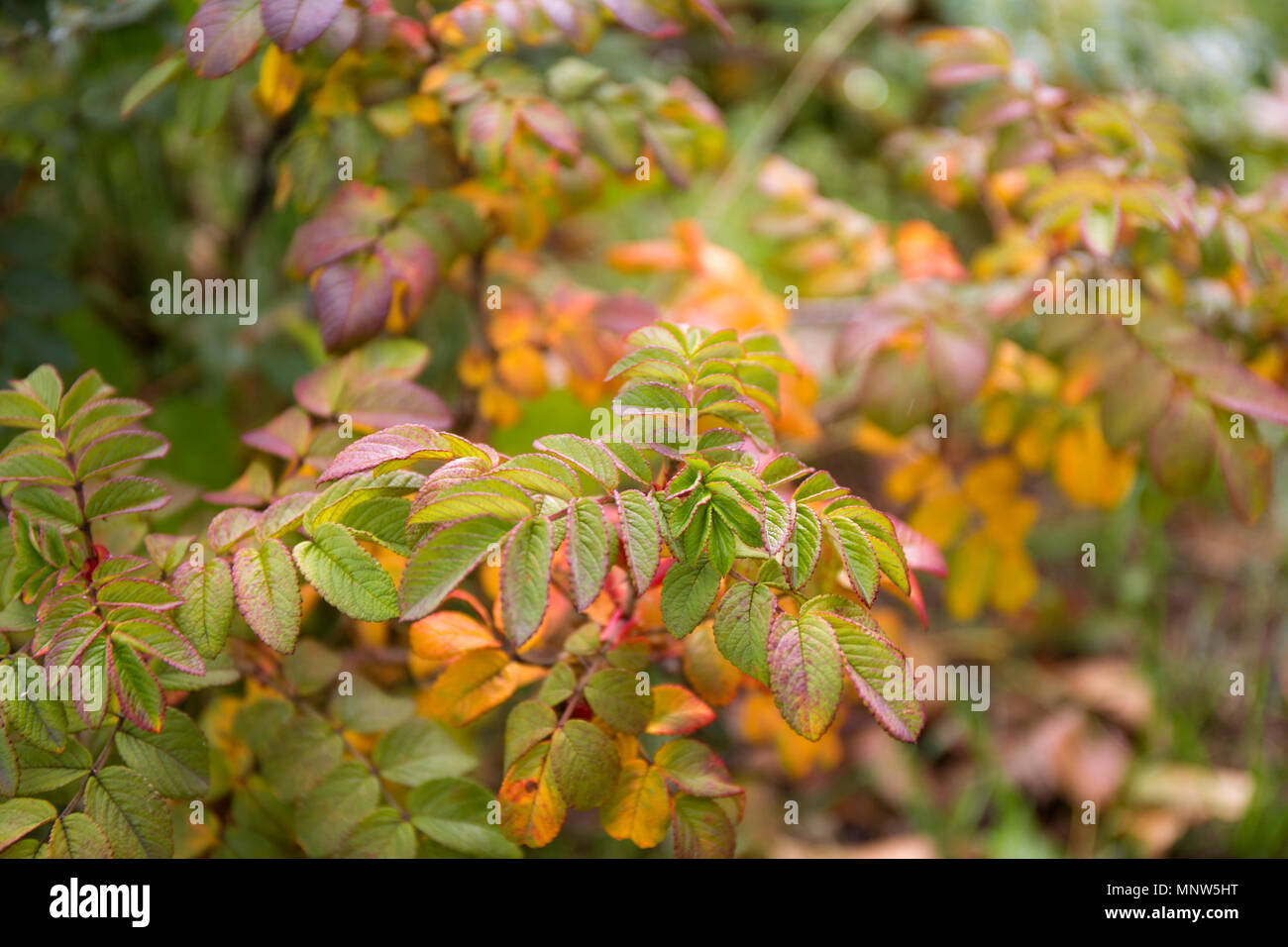 Orange et rouge automne wild rose quitte l'arrière-plan flou. Banque D'Images