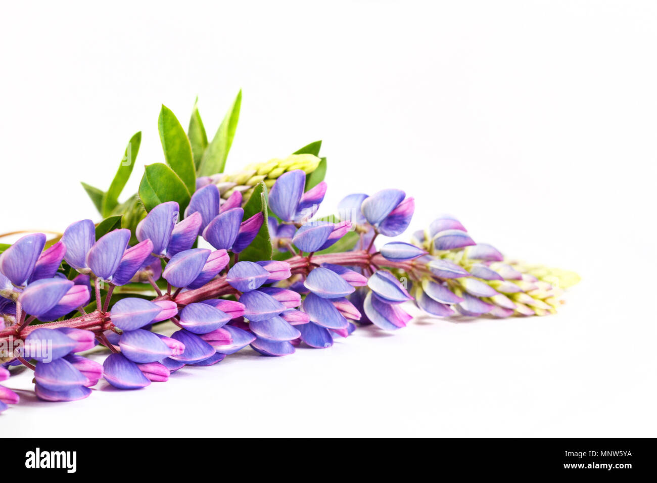 Purple fleurs de printemps sur un fond blanc Banque D'Images