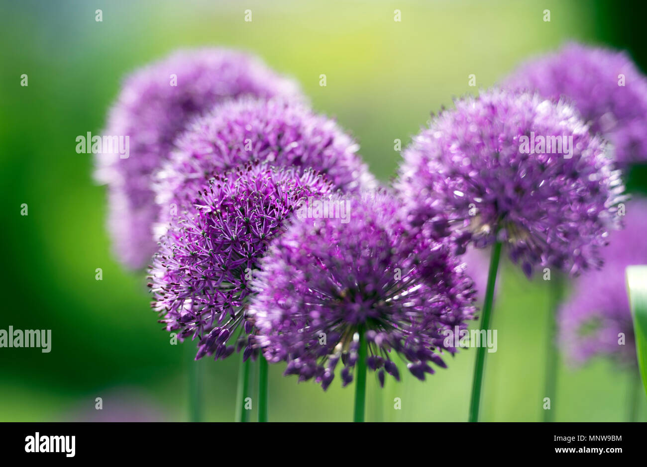 Allium Purple Flowers Banque D'Images