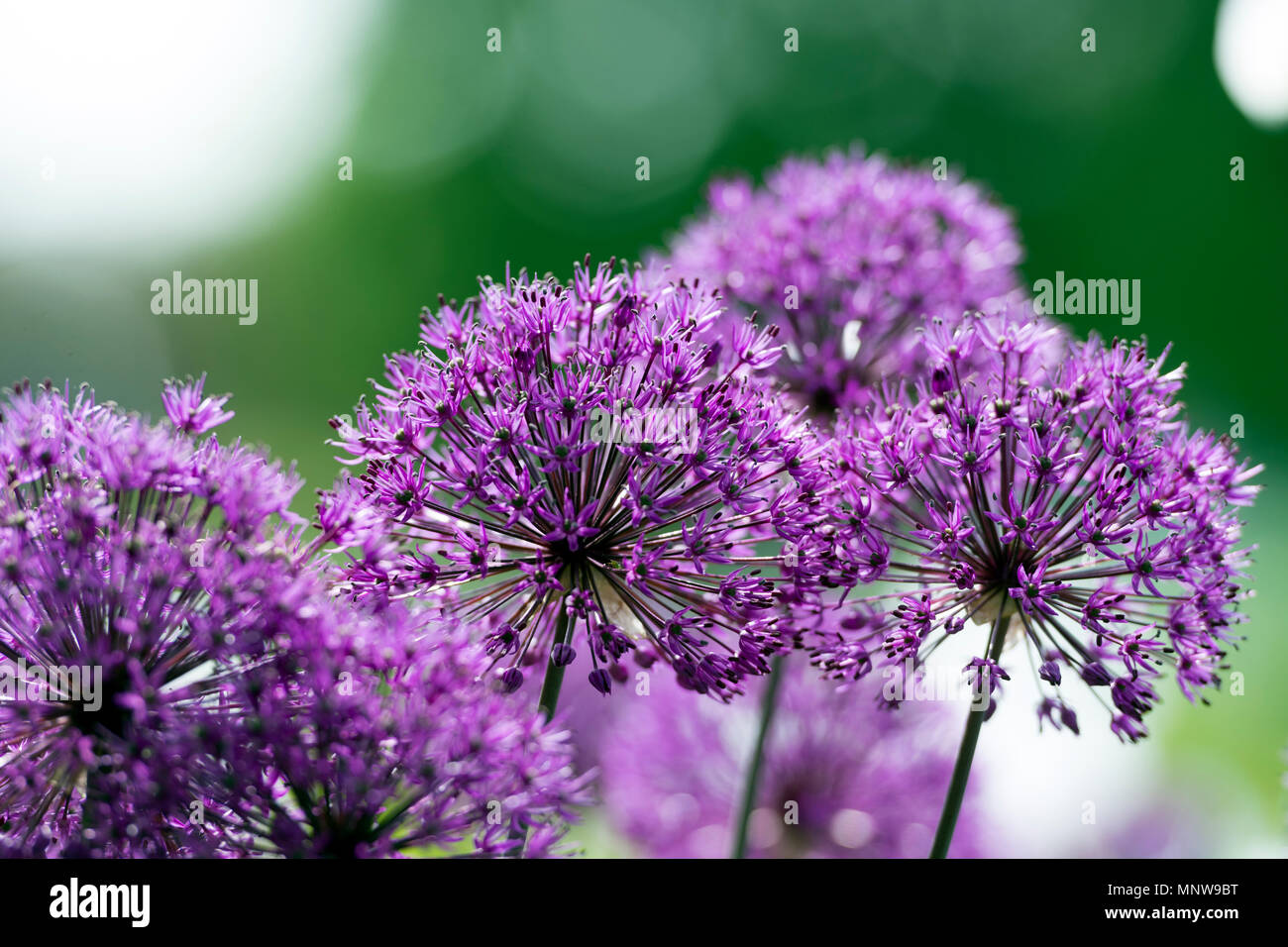 Allium Purple Flowers Banque D'Images