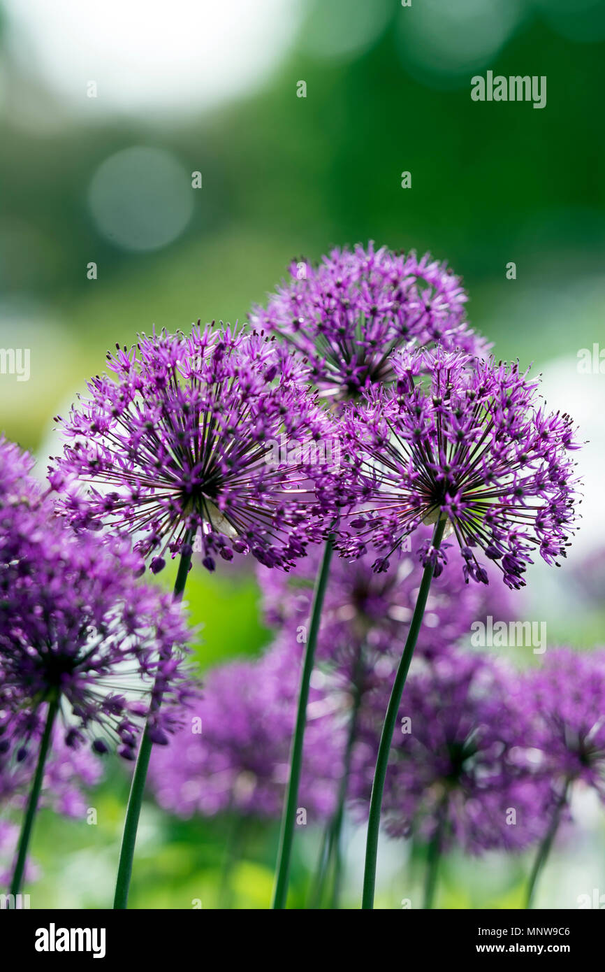 Allium Purple Flowers Banque D'Images