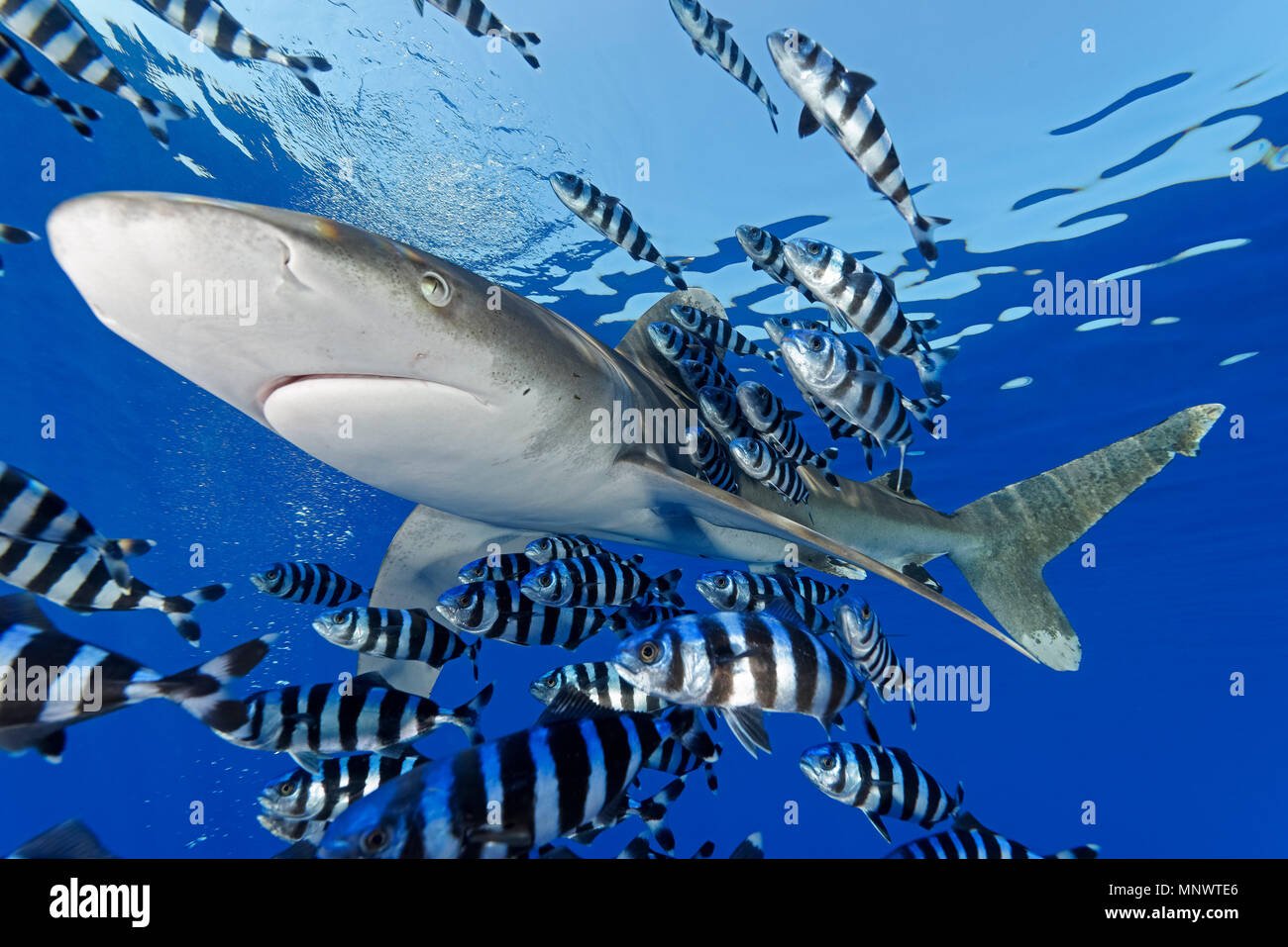 Requin océanique, Carcharhinus longimanus, avec poissons, pilote