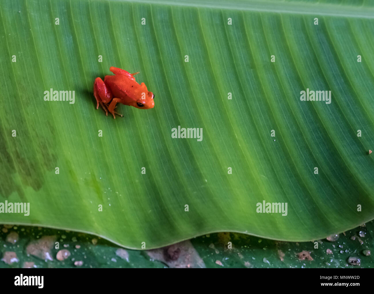 Grenouille venimeuse malgache Banque de photographies et d’images à