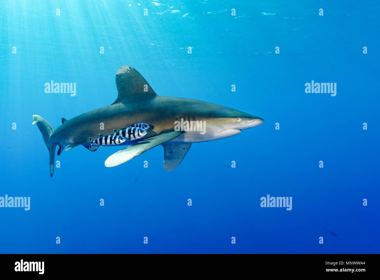 Requin océanique, Carcharhinus longimanus, avec poissons, pilote Naucrates ductor, Daedalus Reef, Egypte, Mer Rouge, Océan Indien Banque D'Images
