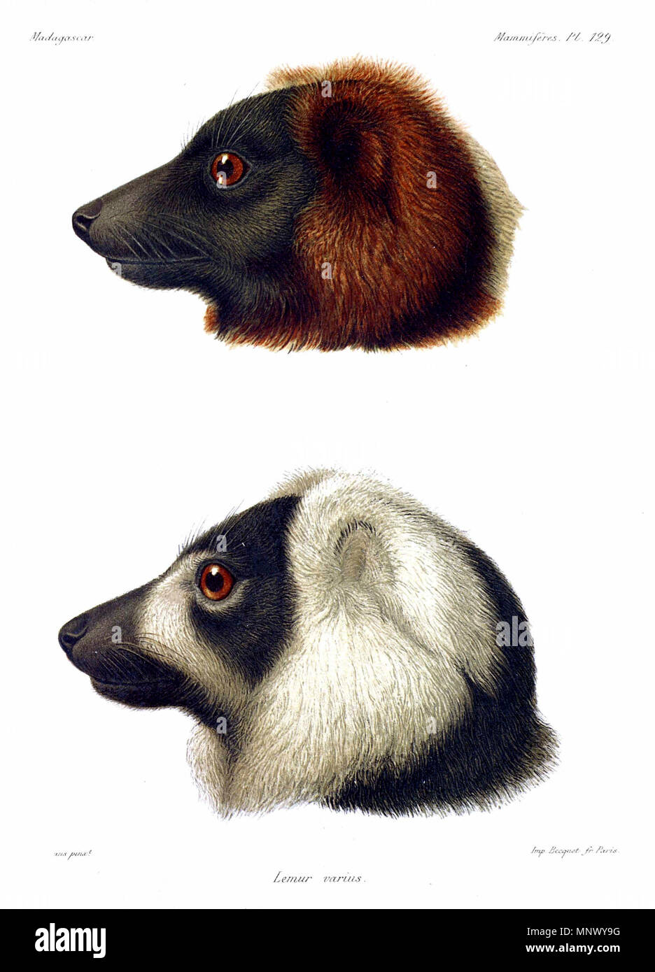 . Anglais : La Gélinotte lemur adulte : rouge gélinotte lemur (Le Varecia rubra) sur le dessus, en noir et blanc la gélinotte lemur (Le Varecia variegata) sur le fond. 1890. John Gerrard Keulemans (1842-1912) Alternative Names Johannes Gerardus Keulemans ; J. G. Keulemans ornithologue néerlandais Description et l'artiste Date de naissance/décès 8 Juin 1842 29 décembre 1912 Lieu de naissance/décès Rotterdam London Authority control : Q1335286 : VIAF 42113661 ISNI : 0000 0000 6313 981X ULAN : 500041975 RCAC : pas d98083374 35268760 1078 NLA : WorldCat Gélinotte Lemur AGrandidier 0831 Banque D'Images