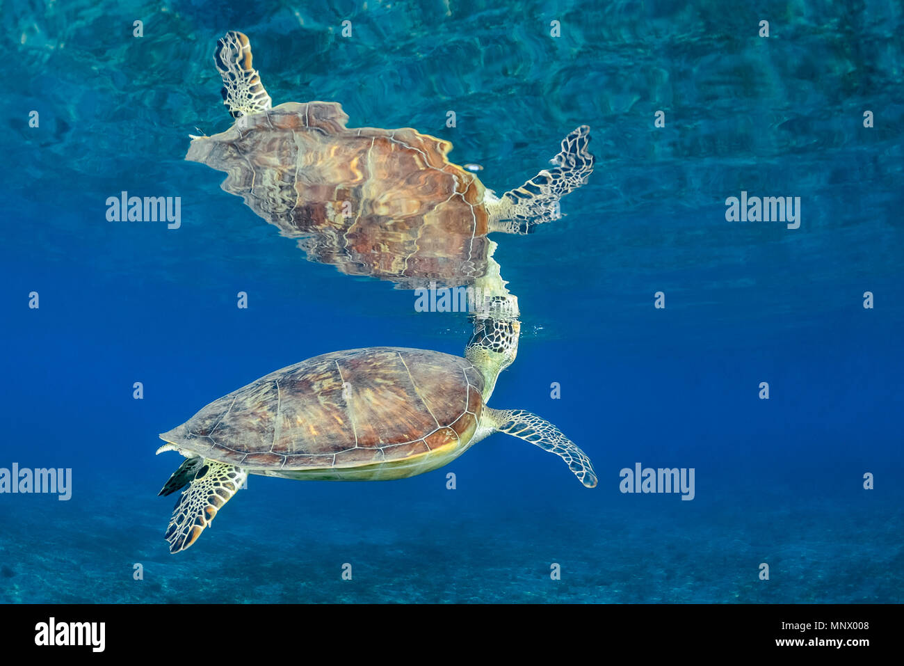 Tortue verte, Chelonia mydas, respiration, espèce en voie de disparition, Wadi Gima, Marsa Alam, Egypte, Mer Rouge, Océan Indien Banque D'Images