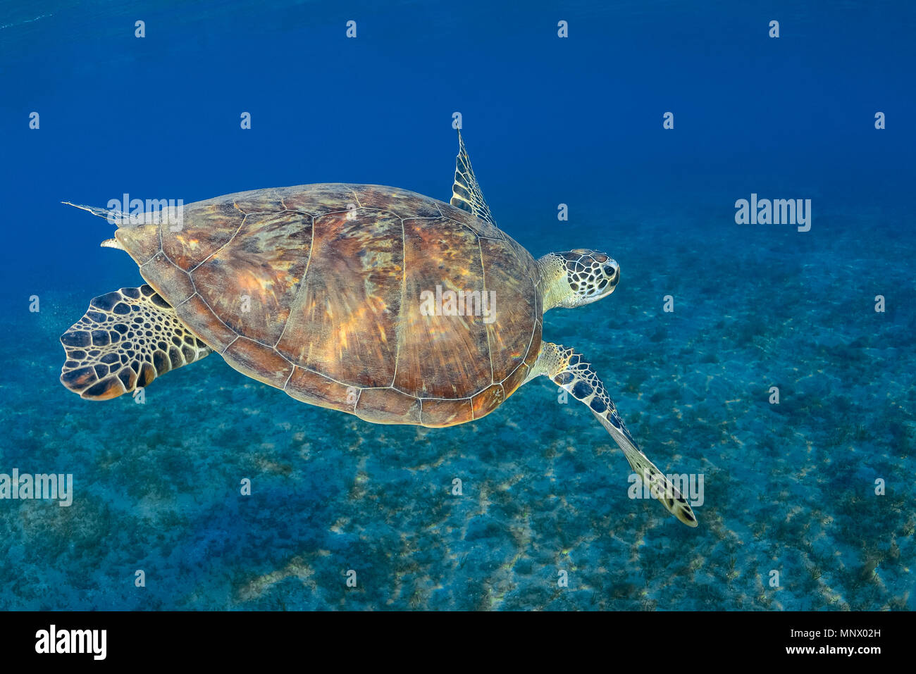 Tortue verte, Chelonia mydas, espèce en voie de disparition, Wadi Gima, Marsa Alam, Egypte, Mer Rouge, Océan Indien Banque D'Images