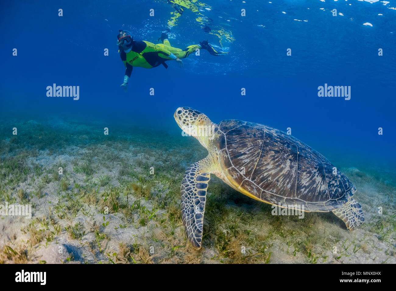 Tortue verte, Chelonia mydas, et femme snorkeler, espèce en voie de disparition, Wadi Gima, Marsa Alam, Egypte, Mer Rouge, Océan indien, M. Banque D'Images