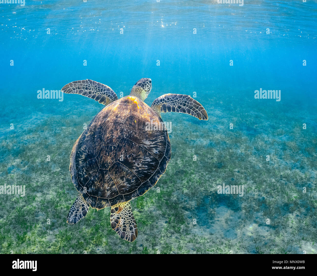 Tortue verte, Chelonia mydas, espèce en voie de disparition, Wadi Gima, Marsa Alam, Egypte, Mer Rouge, Océan Indien Banque D'Images