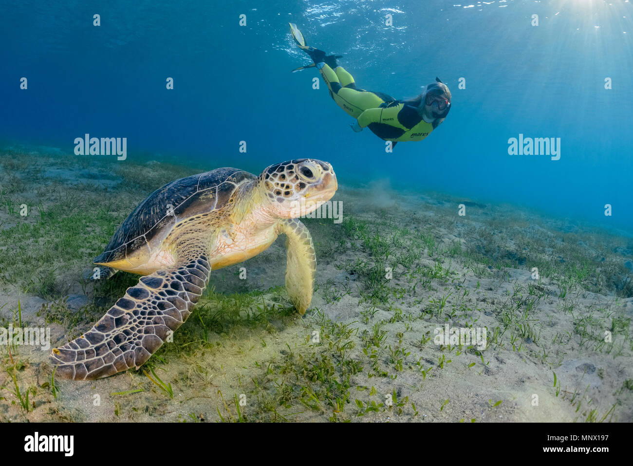 Tortue verte, Chelonia mydas, et femme snorkeler, espèce en voie de disparition, Wadi Gima, Marsa Alam, Egypte, Mer Rouge, Océan indien, M. Banque D'Images