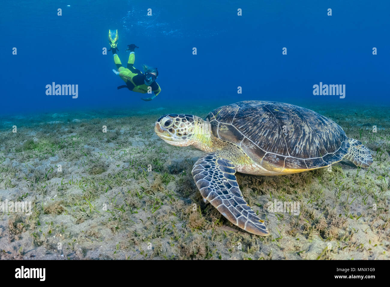 Tortue verte, Chelonia mydas, et femme snorkeler, espèce en voie de disparition, Wadi Gima, Marsa Alam, Egypte, Mer Rouge, Océan indien, M. Banque D'Images