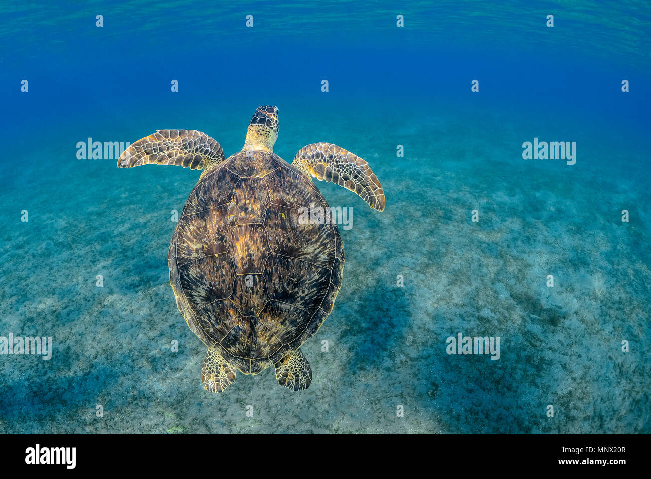Tortue verte, Chelonia mydas, espèce en voie de disparition, Wadi Gima, Marsa Alam, Egypte, Mer Rouge, Océan Indien Banque D'Images