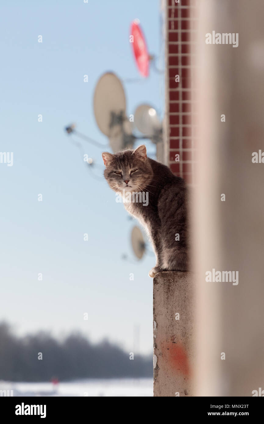 Cat est situé sur une plateforme en béton d'un bâtiment de plusieurs étages à l'hiver dans la rue Banque D'Images