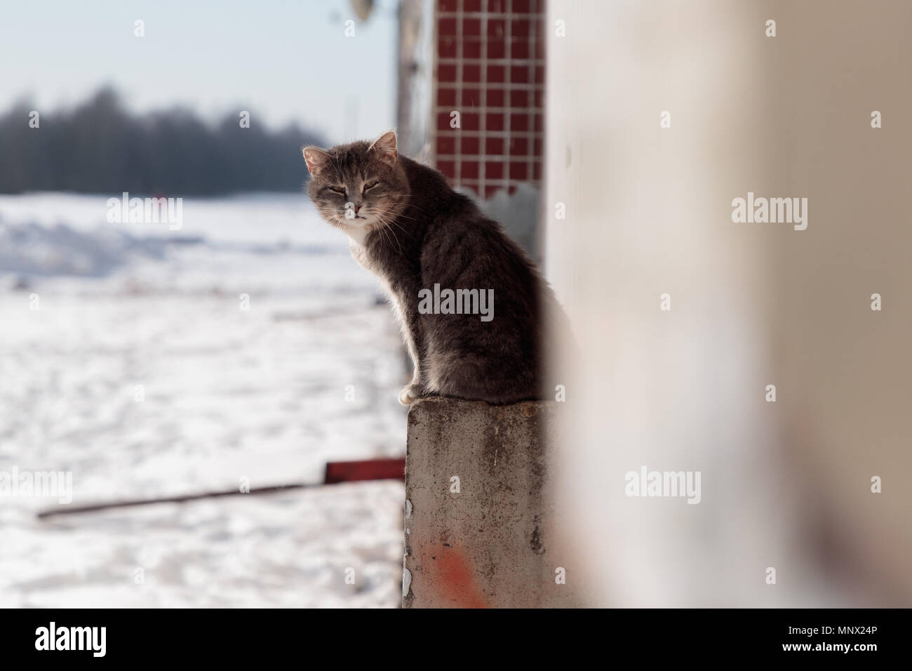 Cat est situé sur une plateforme en béton d'un bâtiment de plusieurs étages à l'hiver dans la rue Banque D'Images