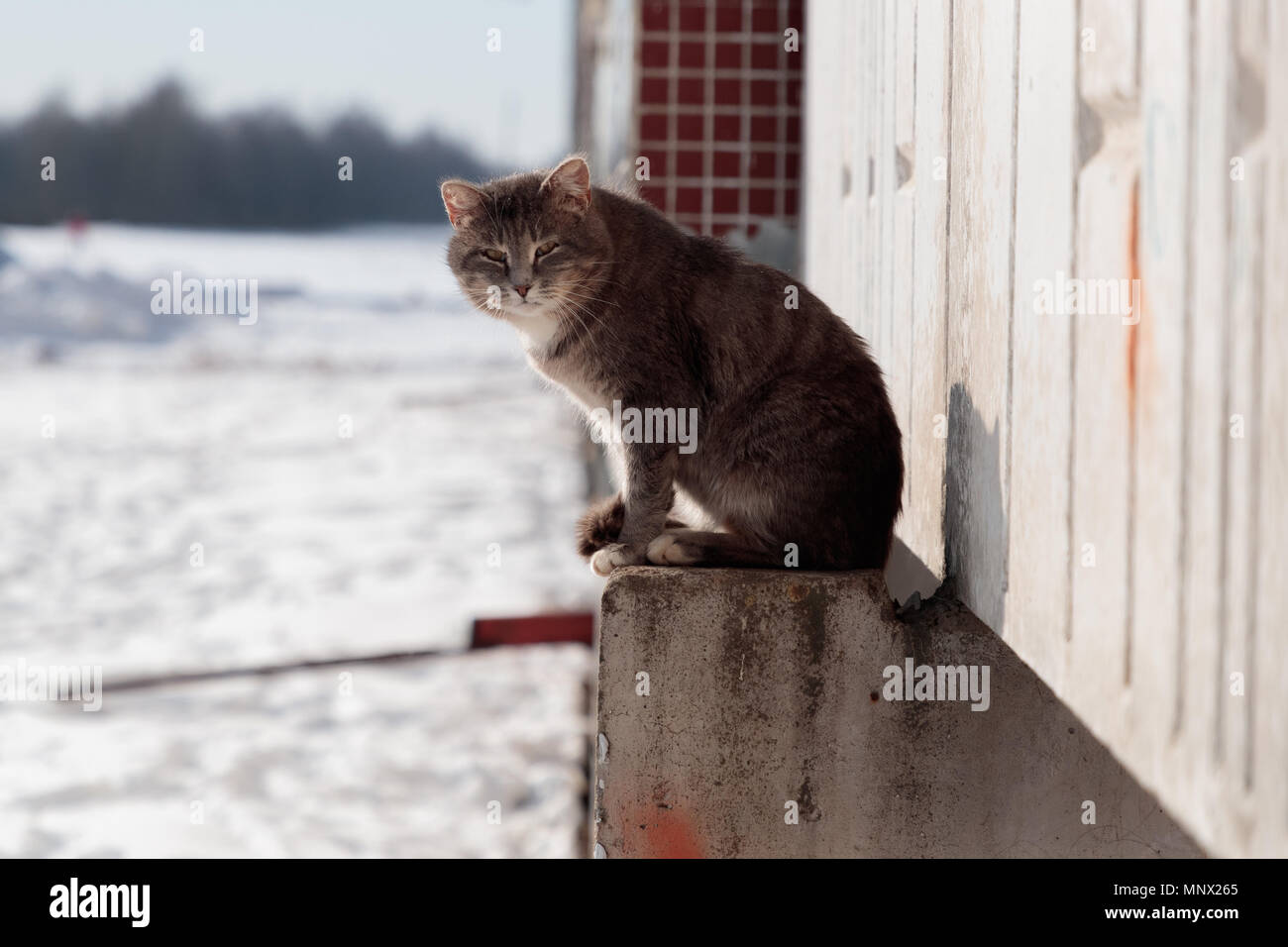 Cat est situé sur une plateforme en béton d'un bâtiment de plusieurs étages à l'hiver dans la rue Banque D'Images