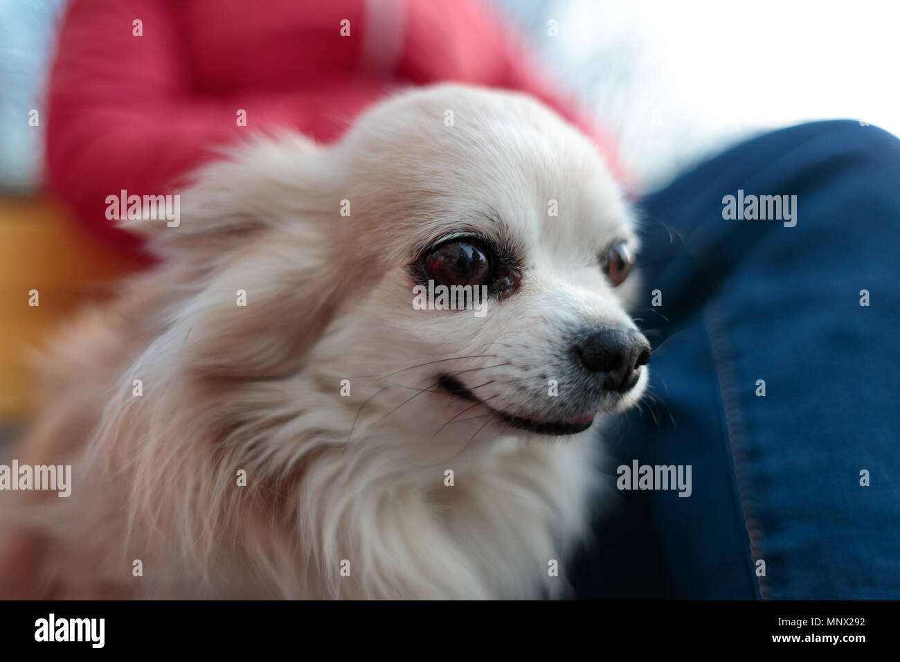 Petit chien blanc duveteux et près de son propriétaire sur un banc Banque D'Images