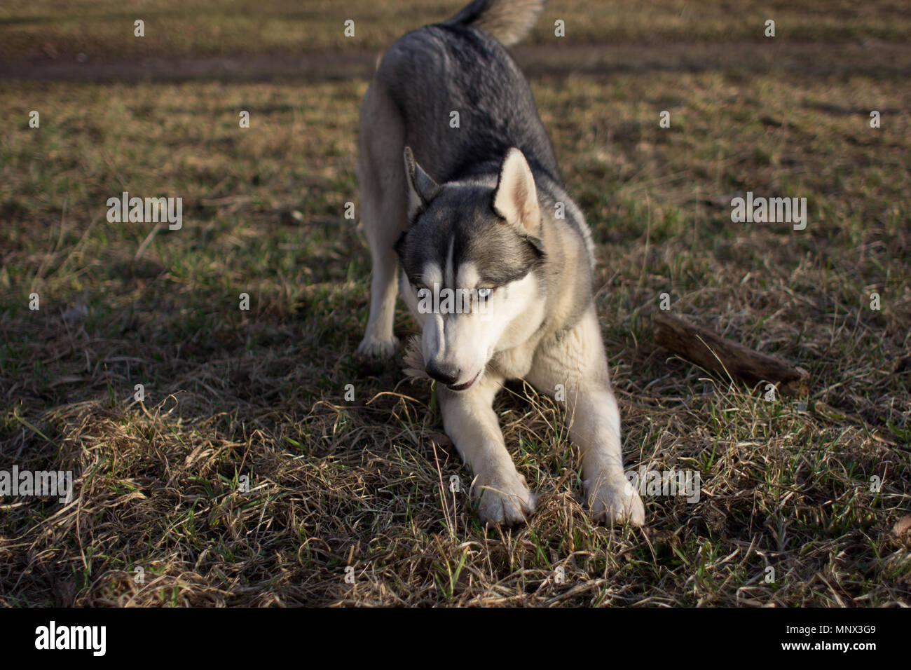 Husky sur l'herbe sèche au printemps et durant la journée Banque D'Images