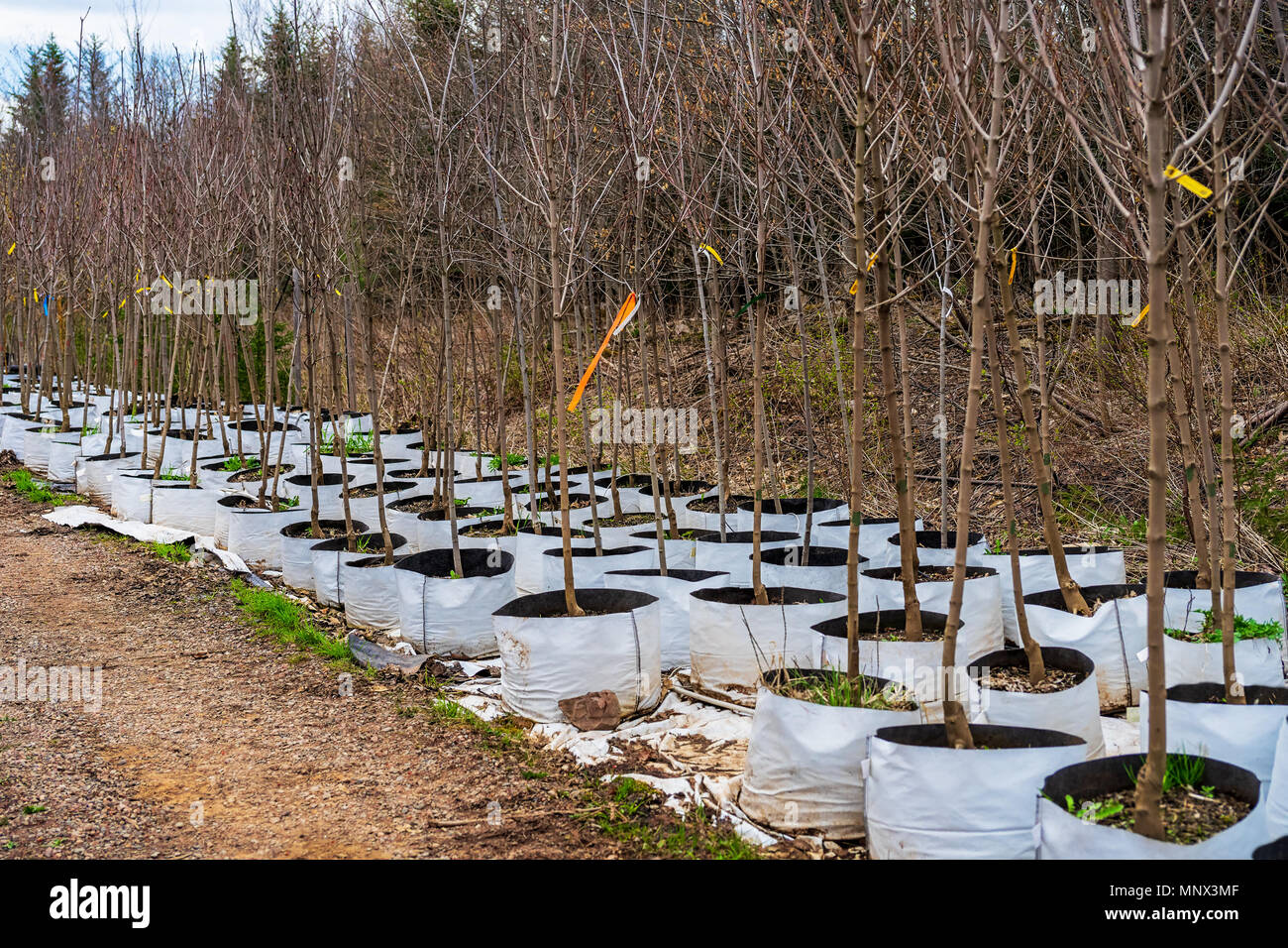 Les arbres situés dans des sacs souples innovantes au lieu de pots dans une pépinière. Banque D'Images