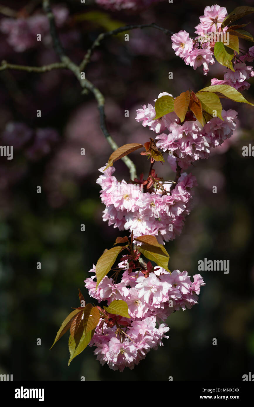 Japanese Cherry Blossom (prises dans le cimetière Allenvale, Aberdeen, Écosse). Banque D'Images