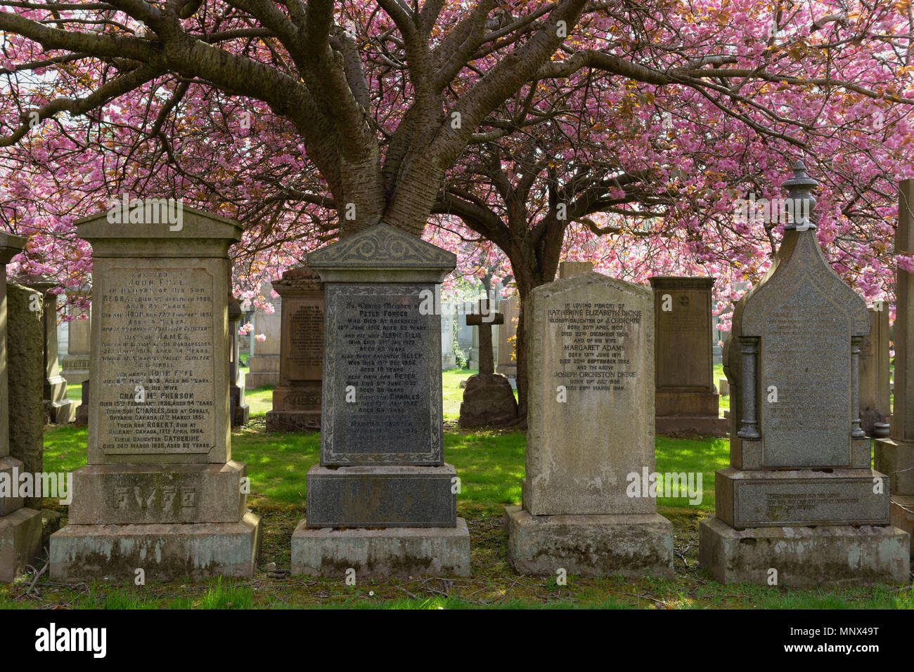 Une ligne de pierres tombales dans le cimetière Allenvale, Aberdeen, au printemps avec la fleur de cerisier en pleine floraison. Banque D'Images