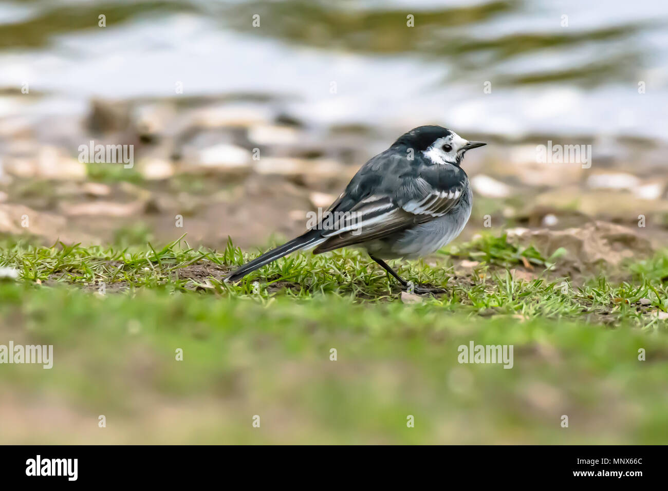Bergeronnette Pie Assis Sur Les Rives Du Lacnature Uk