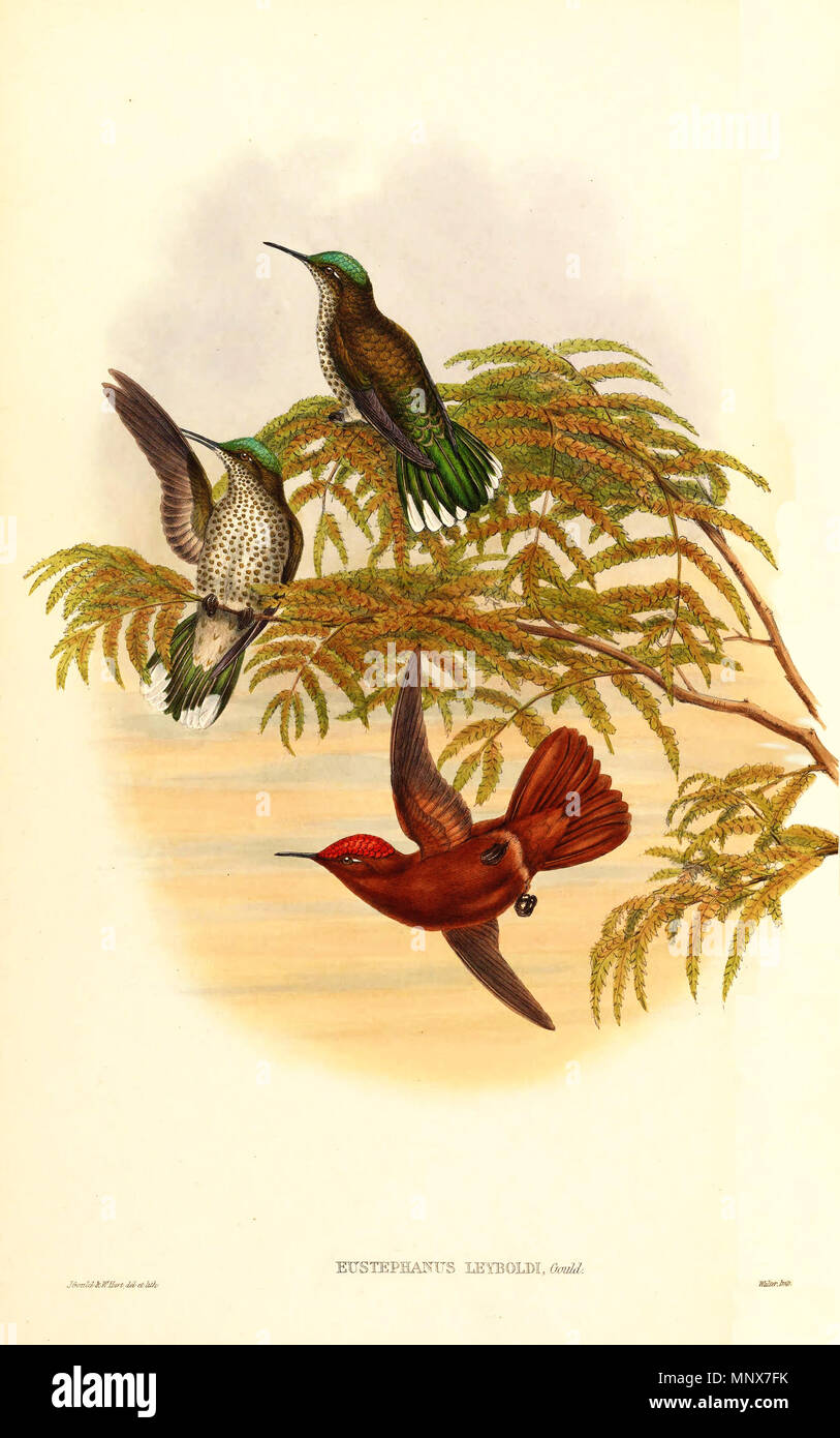 . Leybold's Fire-Eustephanus Leyboldi (couronne), qui est maintenant un synonyme de l'Sephanoides fernandensis leyboldi. De Gould le 'une monographie de la famille des Trochilidae ou des colibris, Supplément (1880-87) Hart après Gould. Entre 1880 et 1887. John Gould (1804-1881) Noms alternatifs Gould zoologiste Britannique Description Date de naissance/décès 14 Septembre 1804 2 mars 1881 Lieu de naissance/décès, Lyme Regis London Authority control : Q313787 : VIAF 29597222 ISNI : 0000 0001 2125 9888 ULAN : 500006638 RCAC : n79100355 NLA : 35137514 & WorldCat William Matthew Hart (1830-1908) Alte Banque D'Images