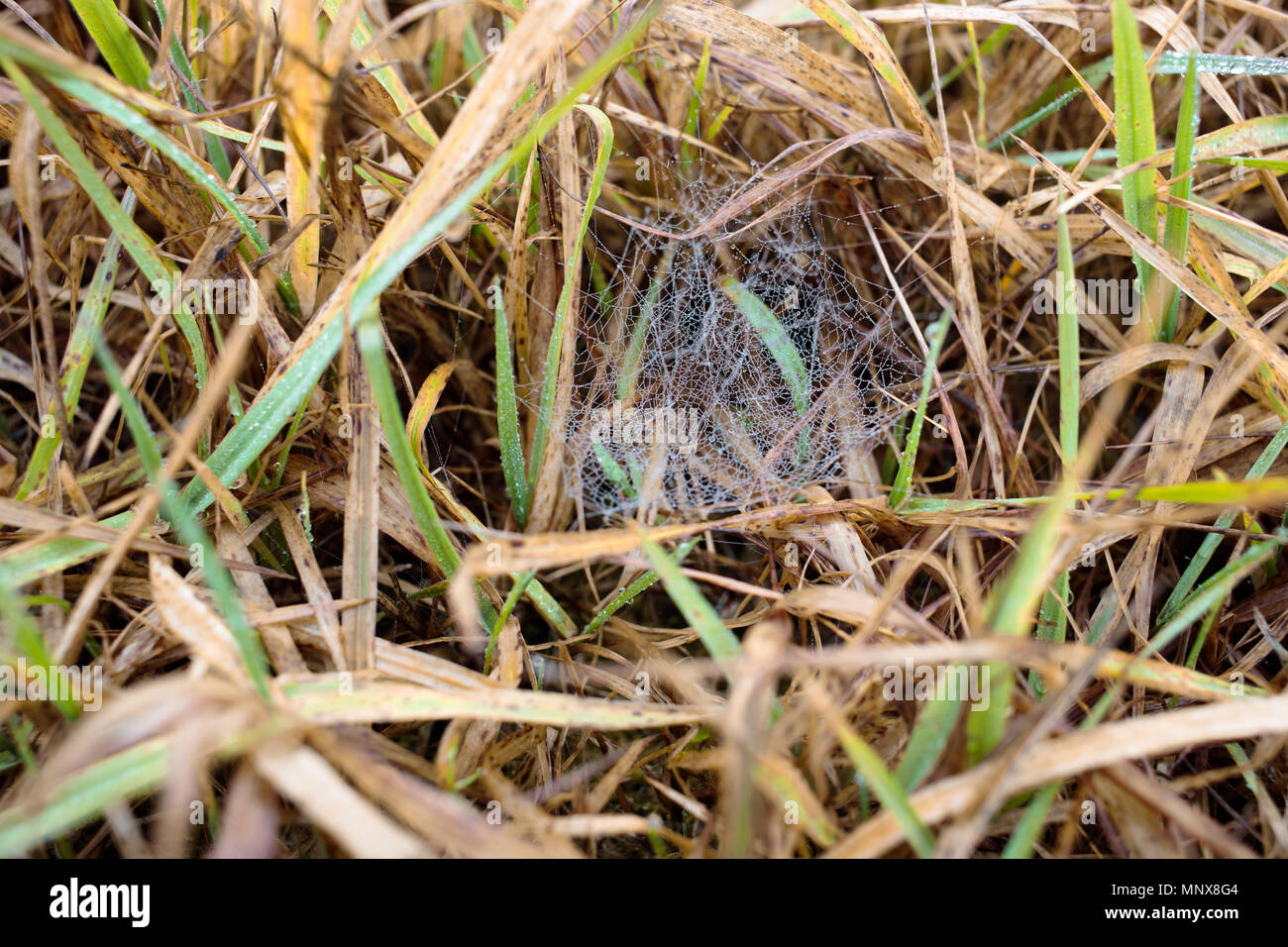 De l'herbe sèche et web au printemps Banque D'Images