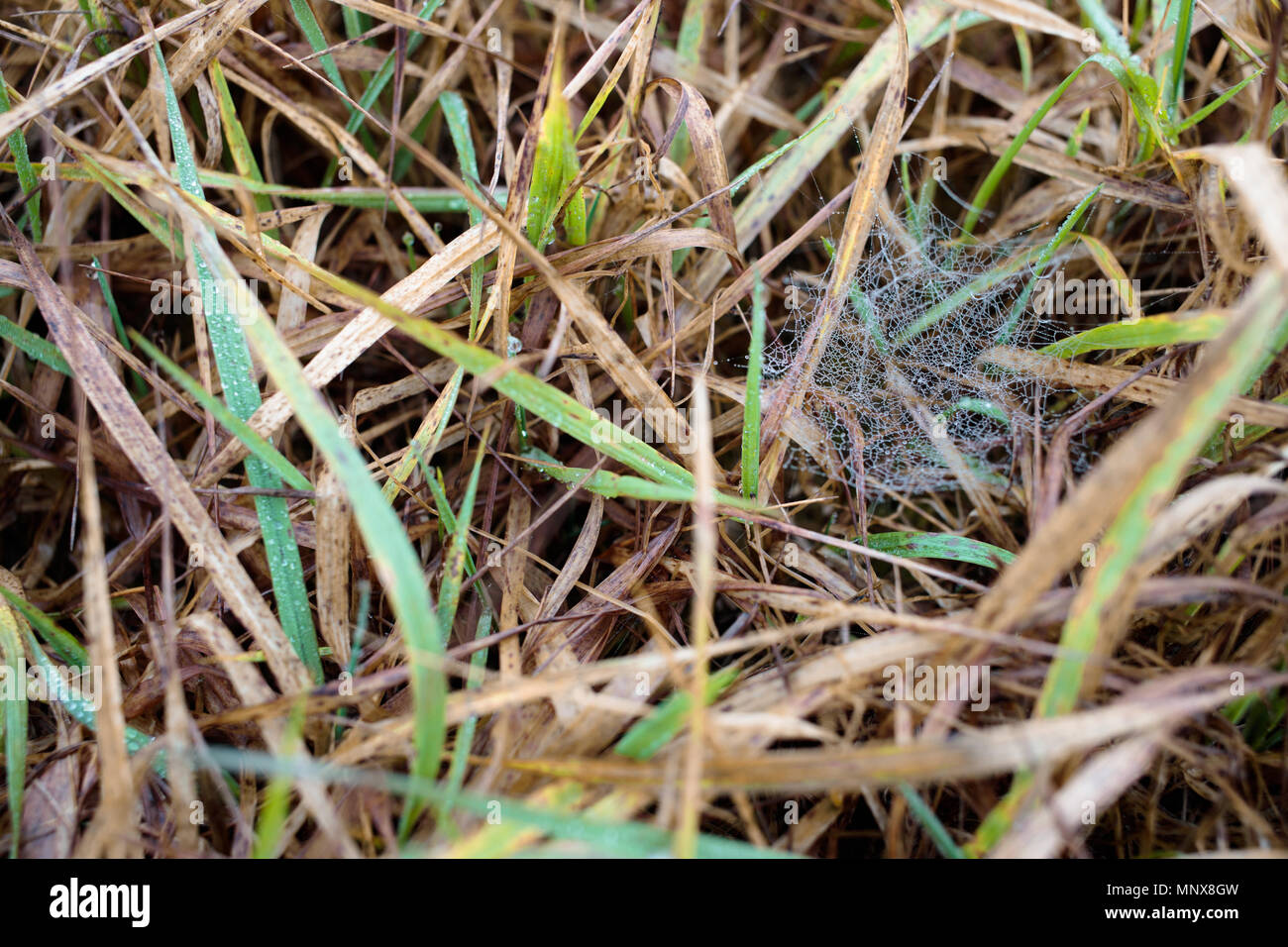 De l'herbe sèche et web au printemps Banque D'Images