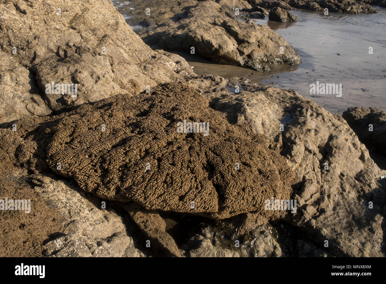 Les vers, Colonial Phragmatopoma sp., Sabellariidae, Santa Catalina, Panama, Amérique Centrale Banque D'Images