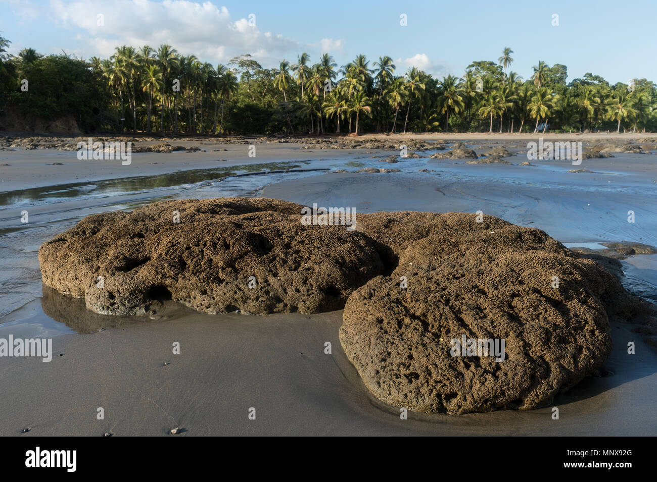 Les vers, Colonial Phragmatopoma sp., Sabellariidae, Santa Catalina, Panama, Amérique Centrale Banque D'Images