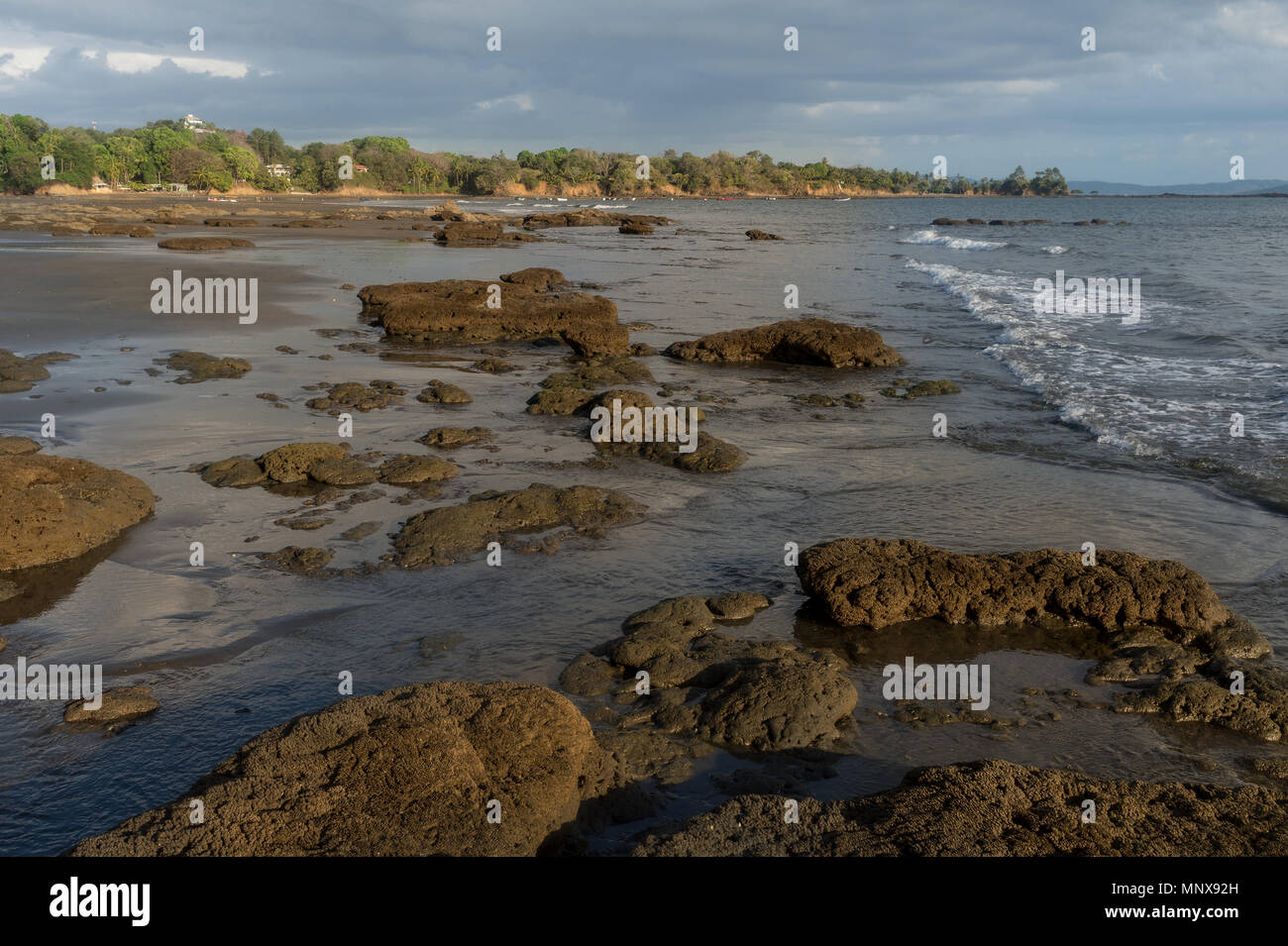 Les vers, Colonial Phragmatopoma sp., Sabellariidae, Santa Catalina, Panama, Amérique Centrale Banque D'Images