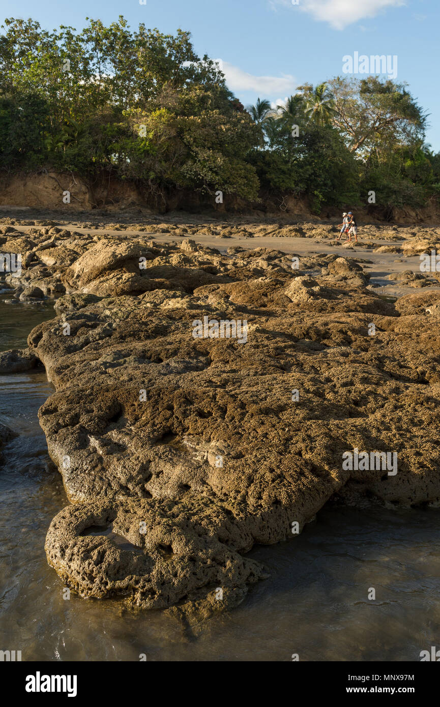 Les vers, Colonial Phragmatopoma sp., Sabellariidae, Santa Catalina, Panama, Amérique Centrale Banque D'Images