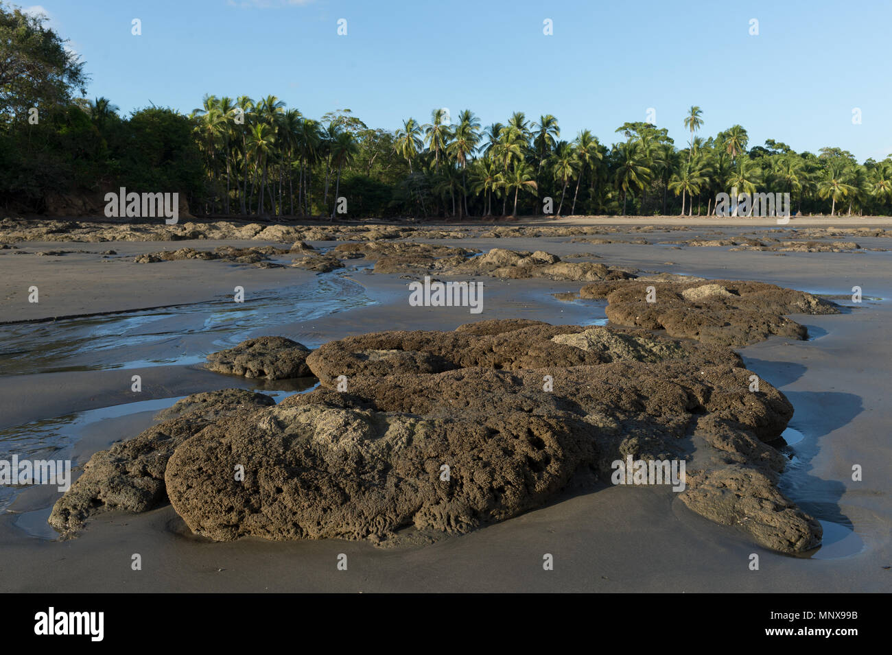 Les vers, Colonial Phragmatopoma sp., Sabellariidae, Santa Catalina, Panama, Amérique Centrale Banque D'Images