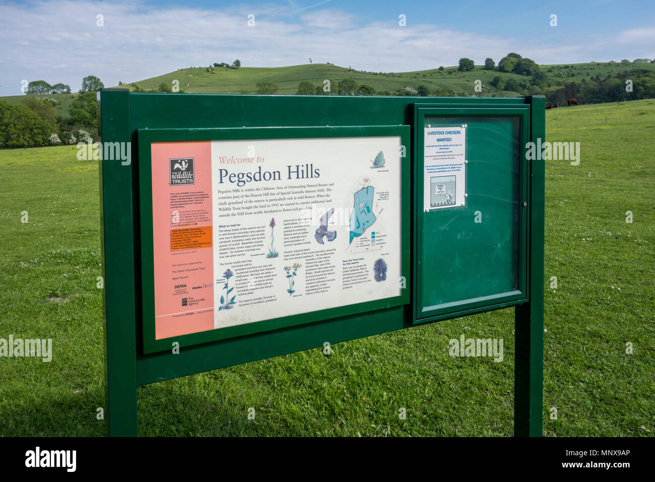 Pegsdon Hills et Hoo peu, réserve naturelle en Pegsdon dans le Bedfordshire, Chilterns Région d'une beauté naturelle Banque D'Images