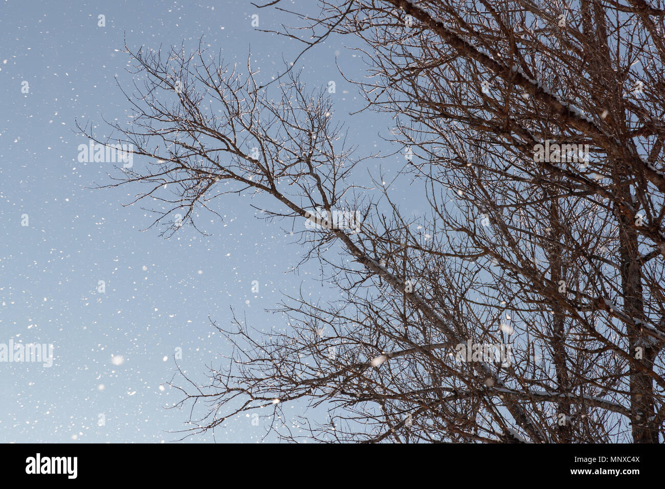 La neige qui tombe sur un fond de ciel bleu et de branches d'arbre sec. Banque D'Images