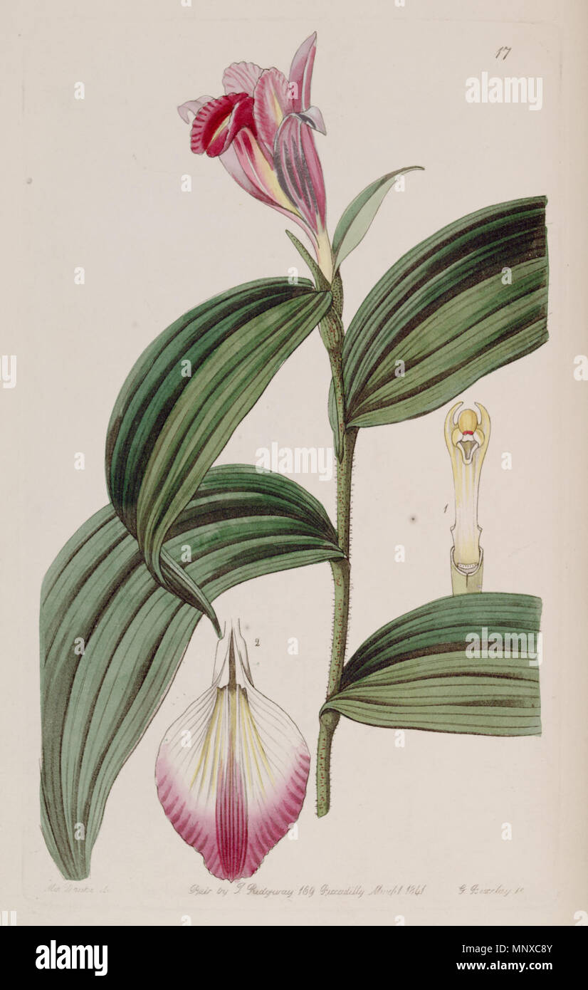 . Decora Sobralia . 1841. Mme Drake (illustrateur) et G. Barclay ( ?)(engraver) 1129 Sobralia sessilis (S. decora) - Edwards c. 27 (1841) pl. 17 Banque D'Images