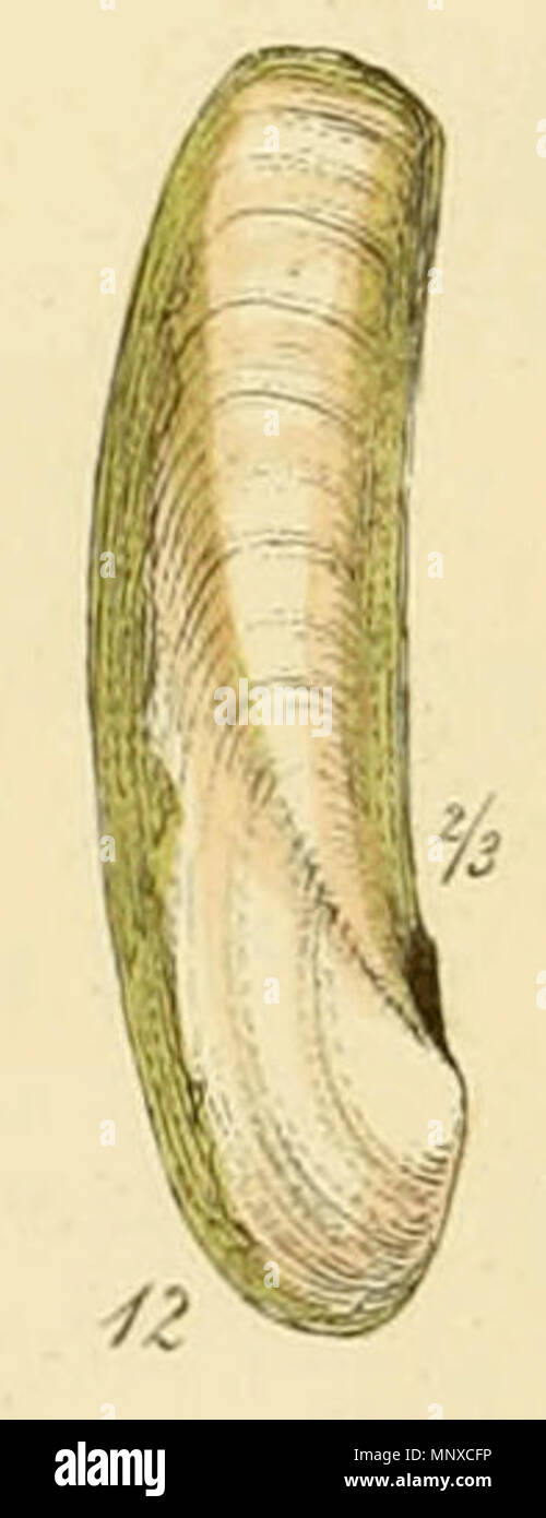 . Anglais : Solen pellucidus Pennant, accepté comme Phaxas pellucidus[1]. À partir de l'index illustré des obus britanniques, Tôles II., Fig 12. 1859. George Brettingham SOWERBY II (1812-1884), naturaliste et illustrateur Description Date de naissance/décès 25 Mars 1812 26 juillet 1884 Lieu de naissance/décès Lambeth Wood Green contrôle d'autorité : Q1223045 : VIAF 73969050 ISNI : 0000 0000 8153 9905 RCAC : n88669749 35246704 NLA : GND : 117648485 1130 WorldCat Solen pellucidus (Sowerby) Banque D'Images