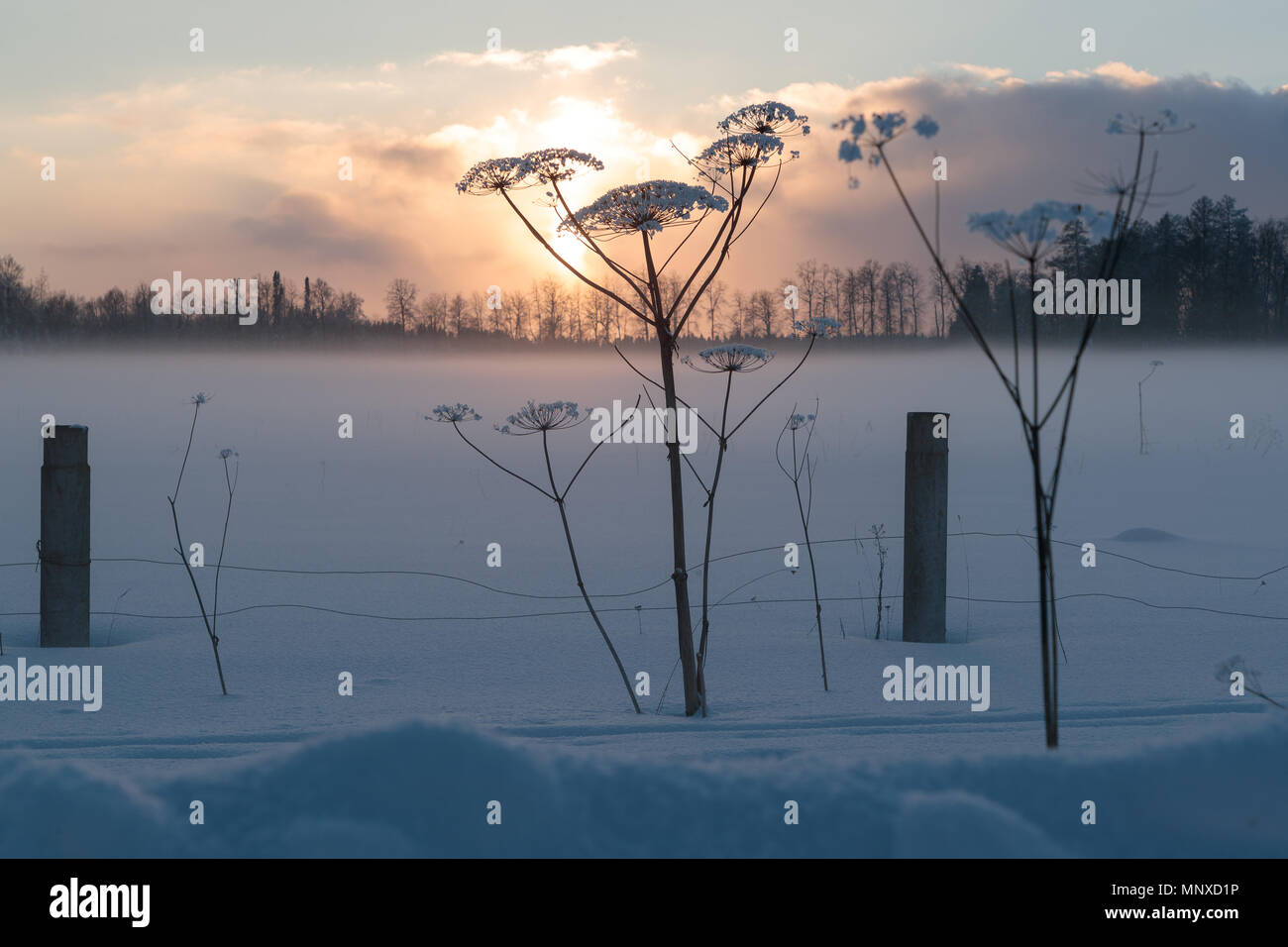 La berce du Caucase à sec en hiver sur un fond coucher de soleil Banque D'Images