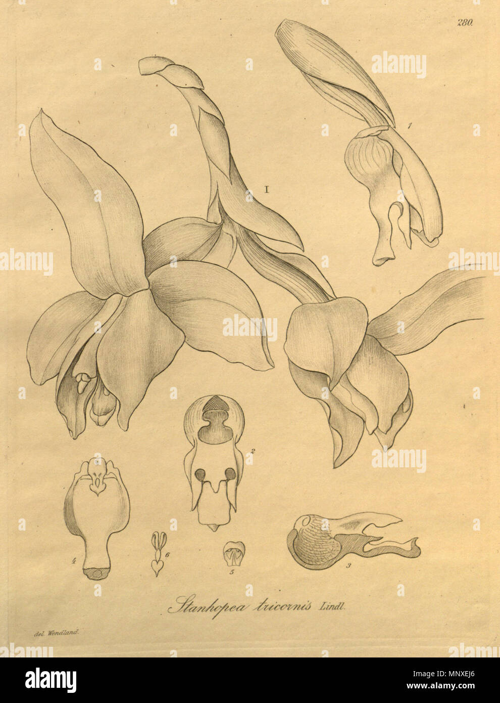 . Illustration de Stanhopea tricornis . 1900 (livre), 1894 (cette plaque). Friedrich Wilhelm Ludwig Kränzlin (1847-1934) et Heinrich Gustav Reichenbach (1824-1889) Noms alternatifs Rchb.f. German-Saxon pteridologist Description, botaniste, ornithologue et enseignant à l'université Date de naissance/Décès 3 Janvier 1824 6 mai 1889 Lieu de naissance/décès Dresde Hambourg Leipzig Lieu de travail contrôle d'autorité : Q62820 : 77066171 ISNI VIAF : 0000 0000 8396 1069 RCAC : n79125882 NLA : 35749194 : Botaniste Rchb.f. WorldCat 1140 Stanhopea tricornis - Xenia vol. 3 pl. 280 (1900) Banque D'Images