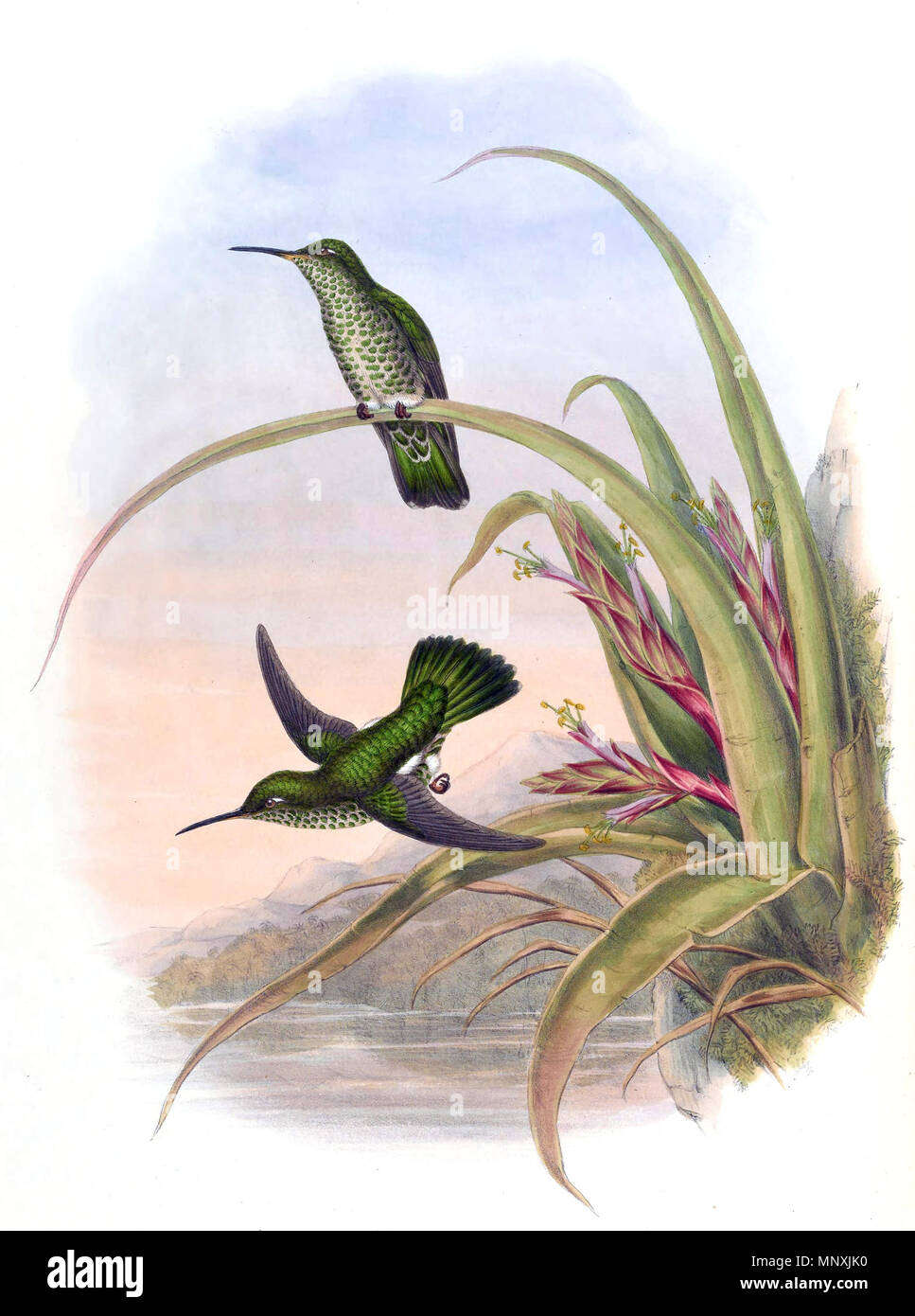. Deutsch : Aphantochroa Taphrospilus hypostictus hyposticta  = dans John Gould, les Colibris ISBN 978-1555216610 . 1880. John Gould (1804-1881) Noms alternatifs Gould zoologiste Britannique Description Date de naissance/décès 14 Septembre 1804 2 mars 1881 Lieu de naissance/décès, Lyme Regis London Authority control : Q313787 : VIAF 29597222 ISNI : 0000 0001 2125 9888 ULAN : 500006638 RCAC : n79100355 NLA : 35137514 & WorldCat William Matthew Hart (1830-1908) Noms alternatifs William Hart peintre animalier Britannique Description Date de naissance/décès 1830 1908 Lieu de naissance/mort Limeric Banque D'Images