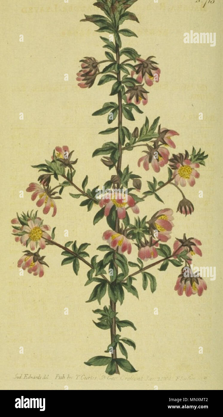 . Reproduction d'une image qui a paru dans le Botanical Magazine vol. no 19. 715 (1804). Le titre est Bauera rubioides. Madder-Leaved Il représente l'espèce végétale Bauera rubioides. 1804. Sydenham Edwards, du défilé Sansum 1169 Magazine-Vol Le Jardin Botanique 19 PL-715 Banque D'Images . Reproduction d'une image qui a paru dans le Botanical Magazine vol. no 19. 715 (1804). Le titre est Bauera rubioides. Madder-Leaved Il représente l'espèce végétale Bauera rubioides. 1804. Sydenham Edwards, du défilé Sansum 1169 Magazine-Vol Le Jardin Botanique 19 PL-715 Banque D'Images