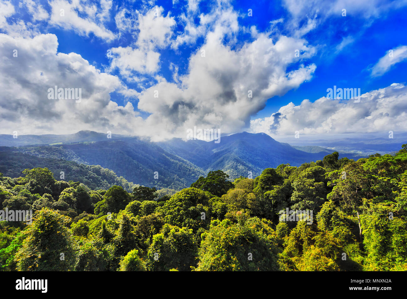 Baldaquin vert luxuriant de Gondwana en forêt tropicale du parc national de DOrrigo vu de main lookout mountain bleu lointain vers sous ciel clair. Banque D'Images